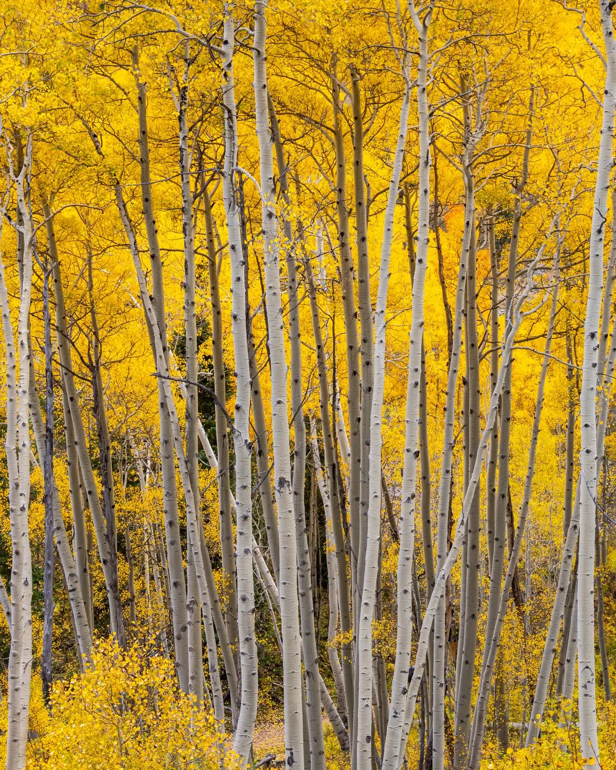 Golden aspen trees in a Colorado autumn