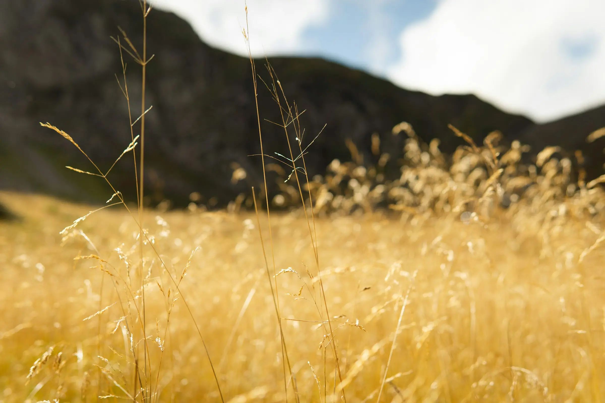 Dry golden grasses in a mountain meadow under soft, warm light