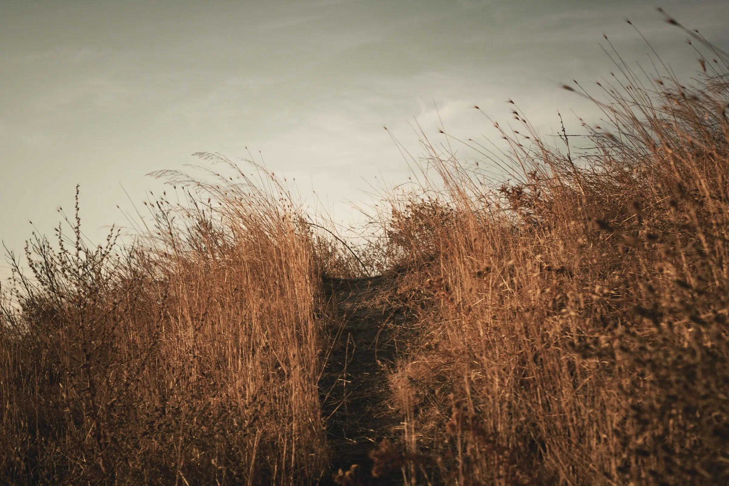 A quiet dirt path rising through dry golden grass toward open sky