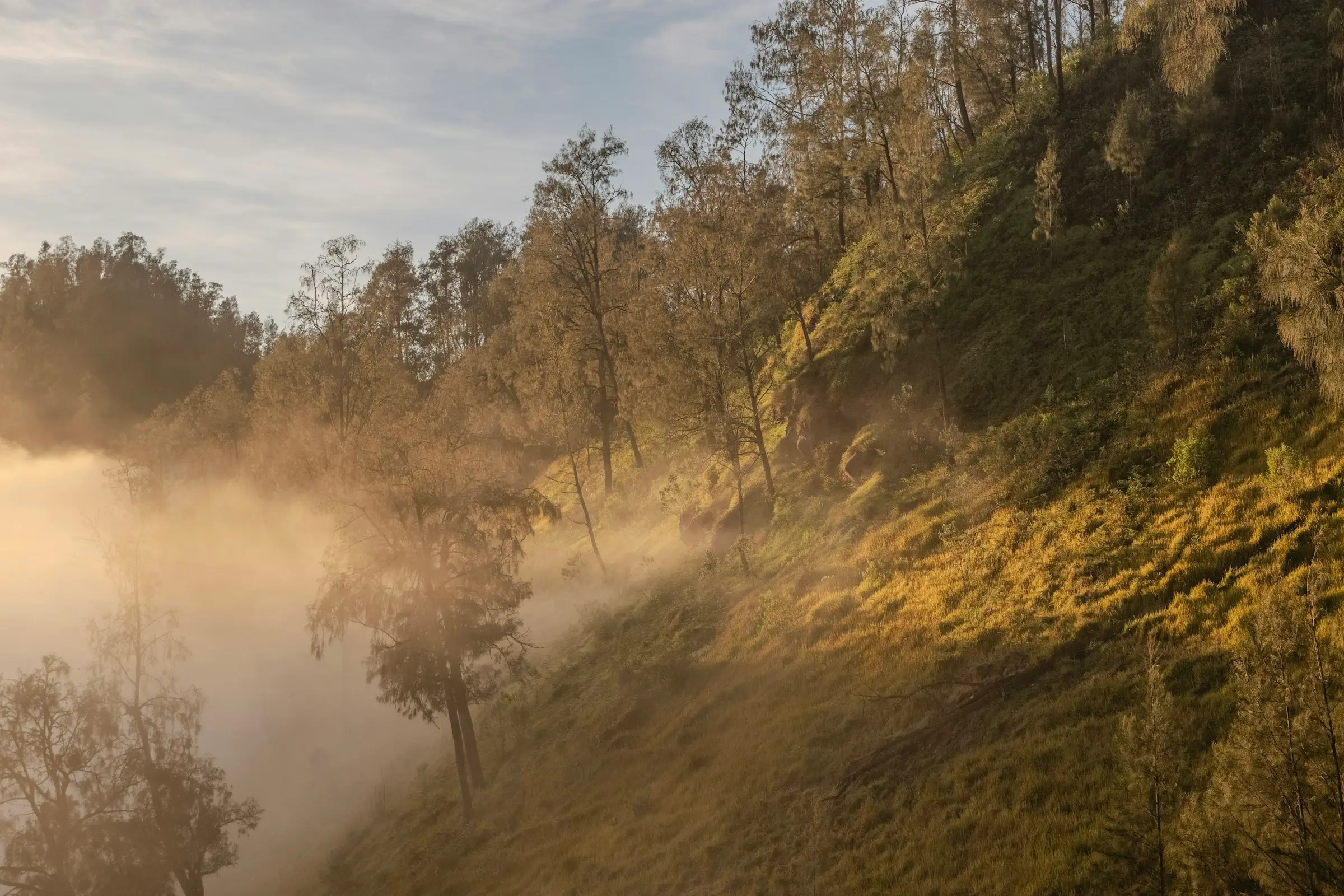 Soft morning light over a misty, tree-covered hillside